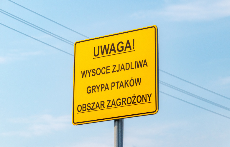 ptasia grypa