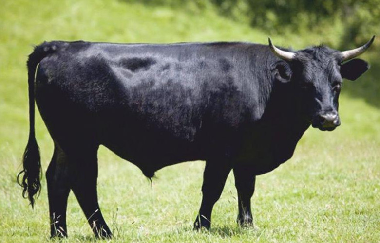 Bydło rasy dexter