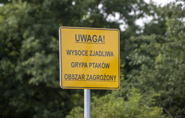 grypa ptaków