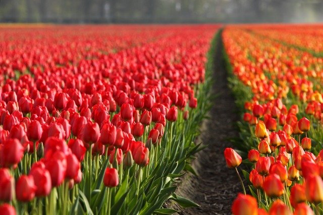tulipany holandia