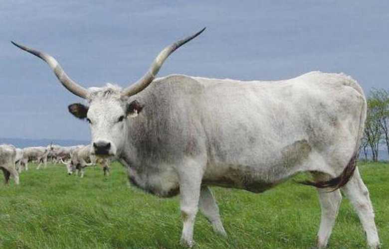 Bydło węgierskie stepowe