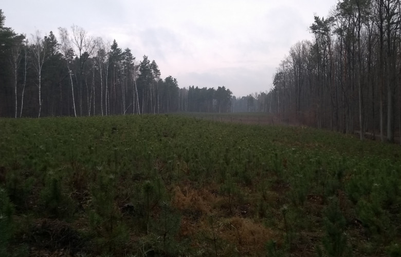 zalesianie