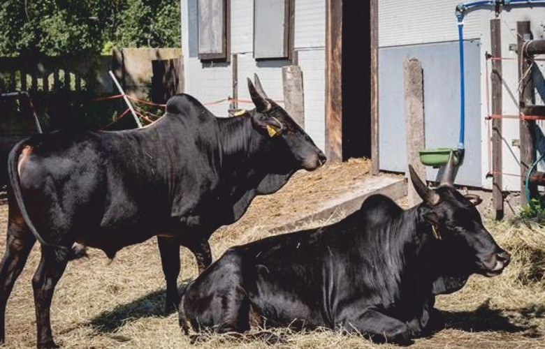 krowy zebu, zebu, rasy krów
