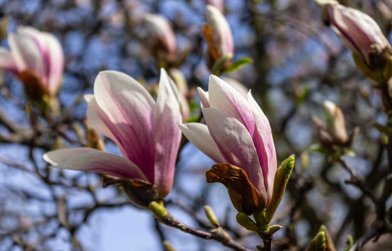 magnolie